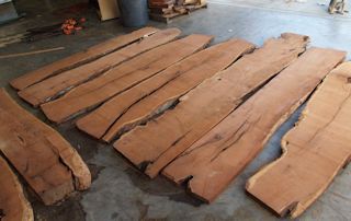 A group of Mesquite slabs in rough form.