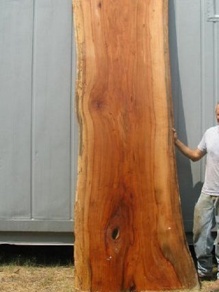 A large Pecan slab.