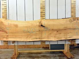 Ambrosia Maple Live Edge Wood Slab - AM202