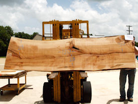 Ambrosia Maple Live Edge Wood Slab - AM203