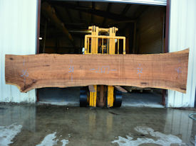 Texas Pecan Live Edge Wood Slab - TXP0201 Texas Pecan Live Edge Wood Slab - TXP0201